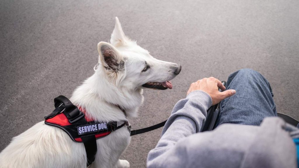 Service dog in a harness beside a wheelchair user